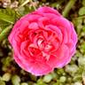 Oratam rose photo