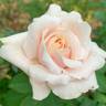 Gay Princess rose photo