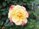 Postillion ® rose photo