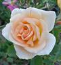 Pelé rose photo