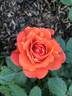 Autumn Sunset rose photo