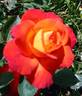 Clos Fleuri d'Or rose photo