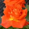 Today rose photo