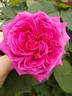 Madame Joseph Bonnaire rose photo