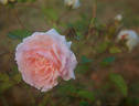 Ji Nang rose photo