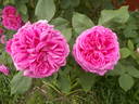 Madame Joseph Bonnaire rose photo