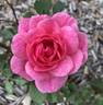 Prairie Lass rose photo