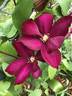 Bourbon clematis photo