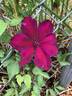 Westerplatte clematis photo