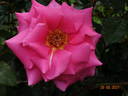 Fragrance rose photo