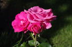 Lancome ™ rose photo