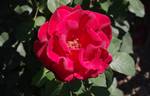 Erika Pluhar rose photo