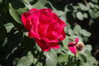 Erika Pluhar rose photo
