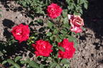 Lidka rose photo