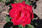 Lidka rose photo