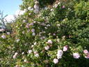 Bellard rose photo