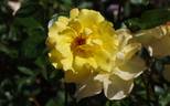 Golden Holstein rose photo