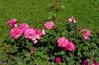 Electron ® rose photo