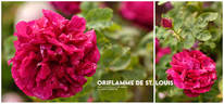Oriflamme de St. Louis rose photo