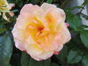 Postillion ® rose photo
