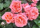 Hamburger Deern ™ rose photo