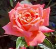 Hamburger Deern ™ rose photo