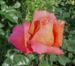 Hamburger Deern ™ rose photo