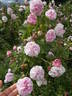 Bellard rose photo