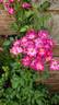 Grape Jelly rose photo