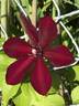Westerplatte clematis photo