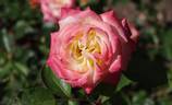 Cläre Grammerstorf rose photo