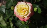Cläre Grammerstorf rose photo