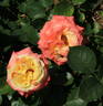 Cläre Grammerstorf rose photo
