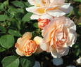 Cläre Grammerstorf rose photo