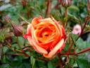 Don Pacello rose photo