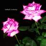 Shah Alam rose photo