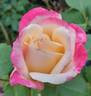 Parfum Tropical ® rose photo