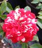 Twister rose photo