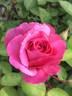 Prairie Breeze rose photo