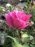 Prairie Breeze rose photo