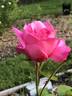 Prairie Breeze rose photo