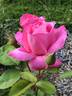 Prairie Breeze rose photo
