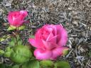 Prairie Breeze rose photo