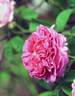 Anaïs Ségalas rose photo
