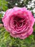 St Elisabeth of Hungary rose photo