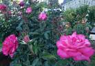 Big Momma rose photo