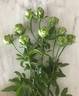 Eclaire rose photo