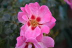 Candy Eyes rose photo