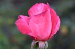 Marijke Koopman rose photo