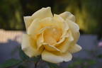 Eclipse rose photo